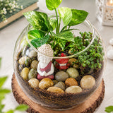 Syngonium & Jade Plant Duo in Round Glass Vase
