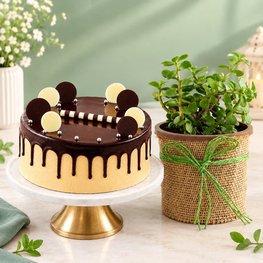 Jade Plant with Eggless Chocolate Cream Cake