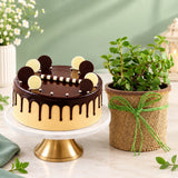 Jade Plant with Eggless Chocolate Cream Cake