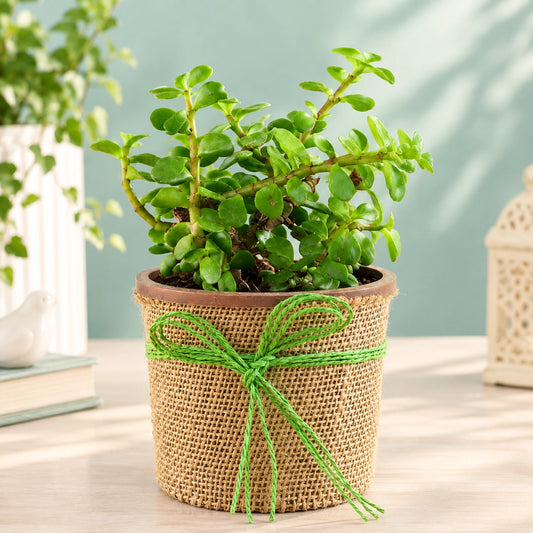 Jade Plant with Eggless Chocolate Cream Cake