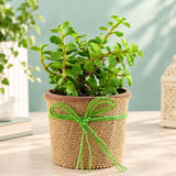 Jade Plant with Eggless Chocolate Cream Cake