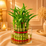 Lucky Bamboo Plant, Chocolate Truffle Cake & Vase