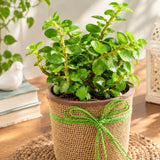 Jade Plant with Eggless Chocolate Cream Cake