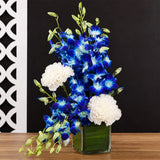 White Carnation & Blue Orchid Square Vase Arrangement