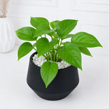 Pearl Rakhi with Money Plant in Metal Vase and Cadbury Celebration pack | Green Raksha Bandhan Gift Set
