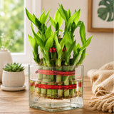 Pearl Rakhi with 2-Layer Lucky Bamboo Plant With Cadbury Temptations Almond Chocolate | Spiritual Plant Rakhi Gift