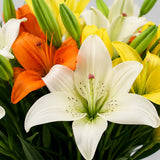 Buy Mixed Lilies Fish Bowl Arrangement Online - Same Day Delivery | Archies