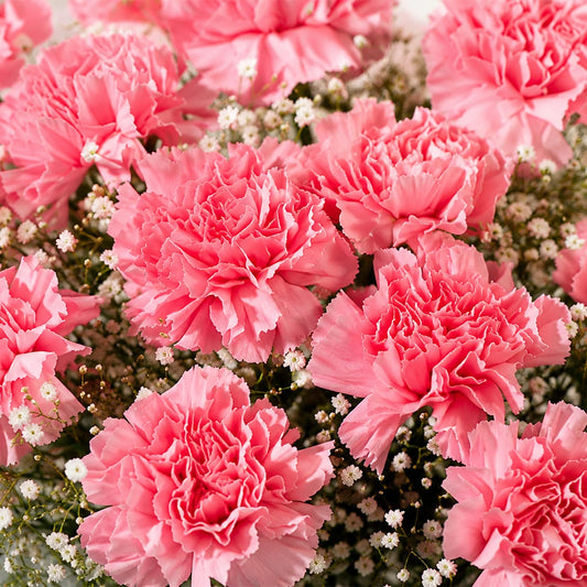 Pink Carnation Bouquet & Truffle Cake Combo - Birthday & Anniversary Gift Set