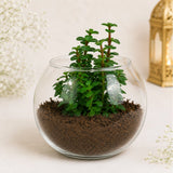 Bhaiya Bhabhi Beads Rakhi with Jade Plant in Fish Bowl | Rakhi Plant Gift