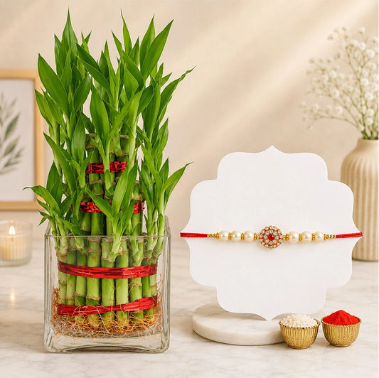 Pearl Rakhi with 2-Layer Lucky Bamboo Plant | Raksha Bandhan Plant Gift