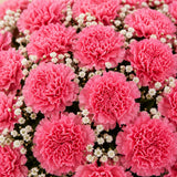 50 Baby Pink Carnations Grand Bouquet - Luxurious Birthday & Anniversary Gift