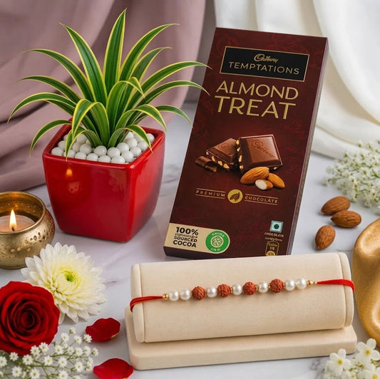 Rudraksha Rakhi and Cadbury Temptations Almond Chocolate  with Green Spider Plant in Resin Pot | Nature-Inspired Rakhi Gift