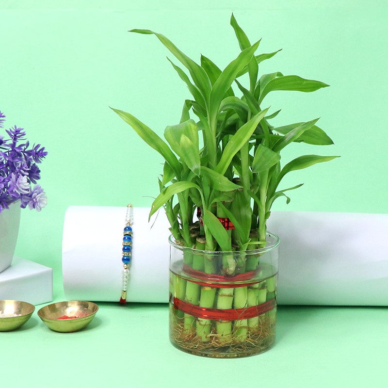 Lucky Bamboo Plant with Pearl Rakhi