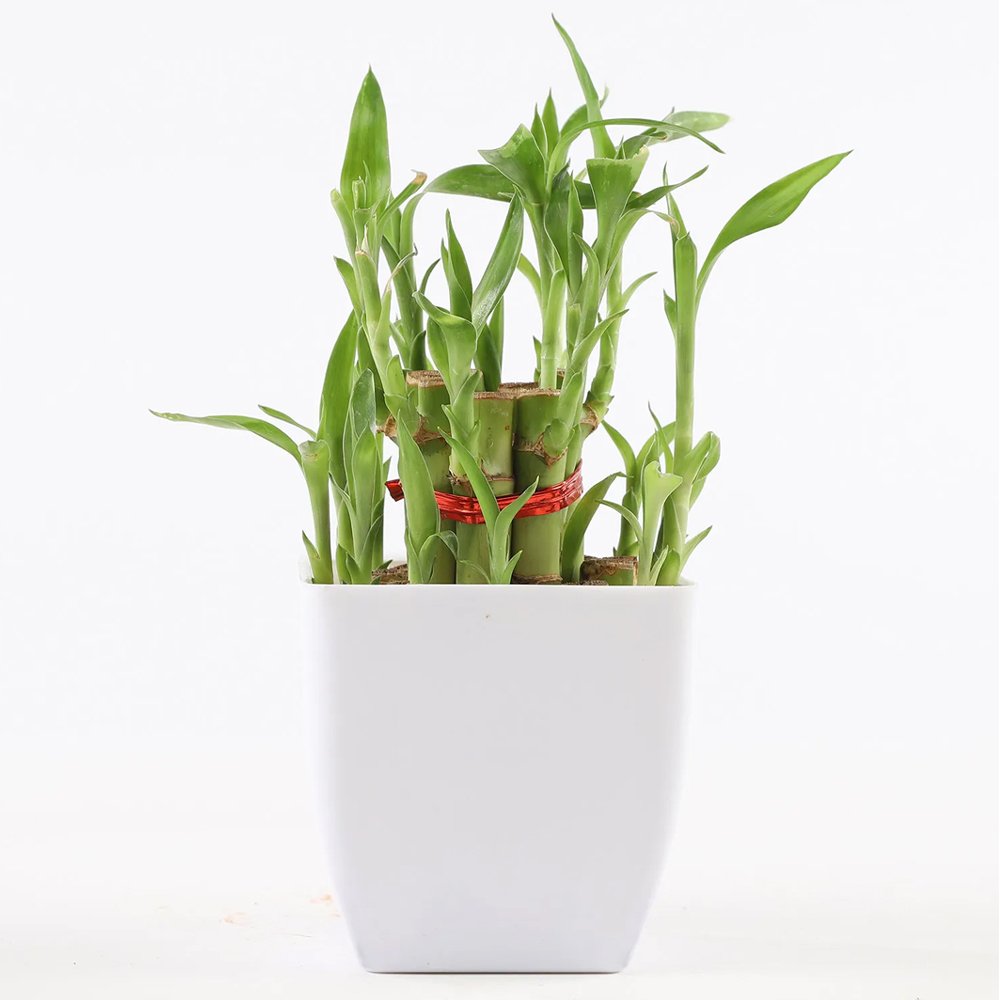 2 Layer Bamboo Plant In White Pot