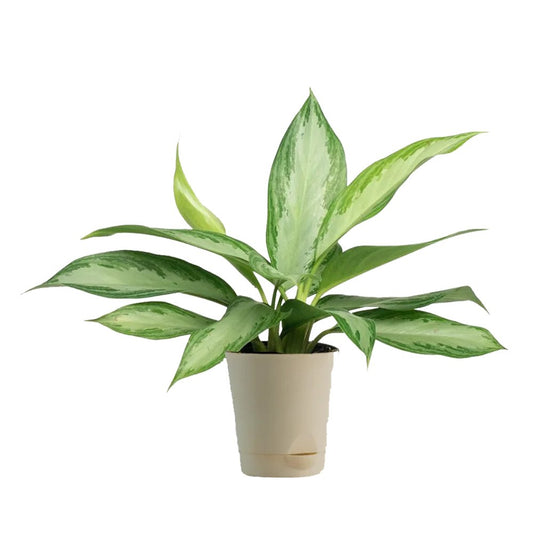 Aglaonema Osaka Plant In White Pot