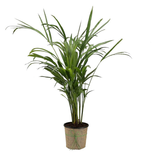 Areca Palm Plant In A Black Plastic Pot With Jute Wraping