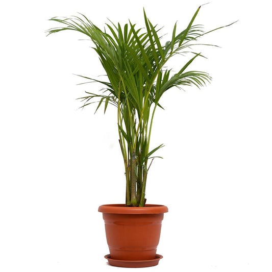 Areca Palm Plant In A Brown Plastic Pot