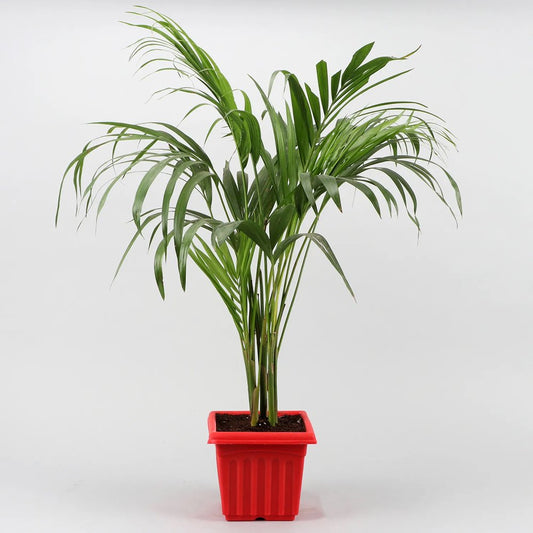 Areca Palm Plant In A Red Plastic Pot