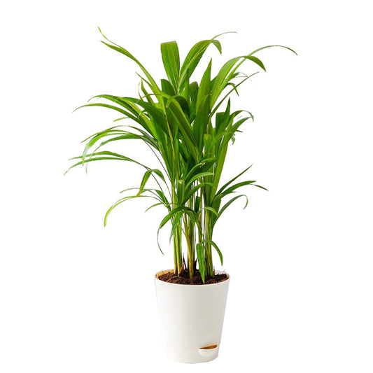 Areca Palm Plant In A White Plastic Pot