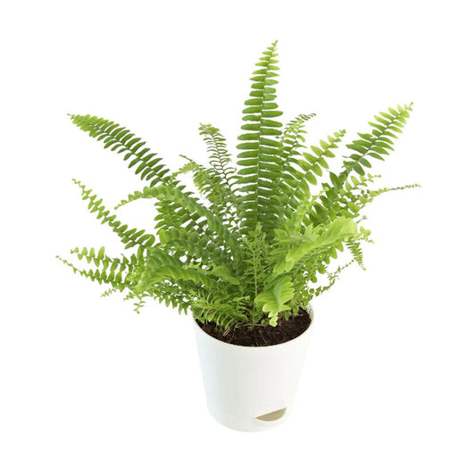 Green Fern In Whit Pot