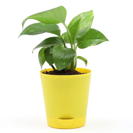 Green Money Plant In Yellow Plastic Pot