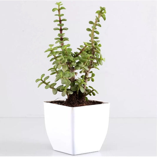 Jade Plant In White Pot
