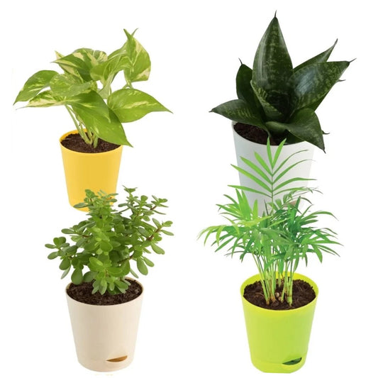 Jade Plant & Money Plant and Snake Plant with Bamboo Palm