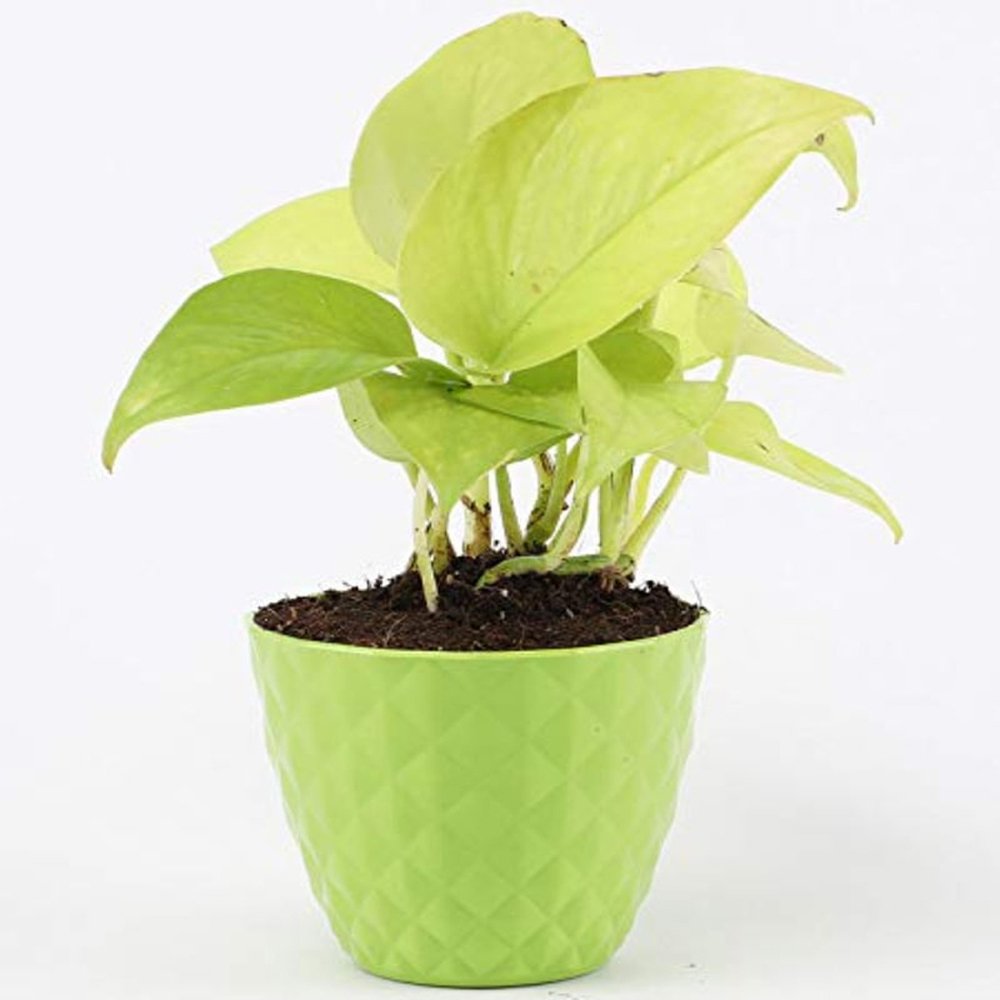 Money Natural Plant in Green Pot