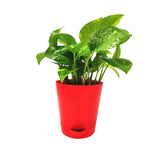 Money Plant In Red Melamine Pot