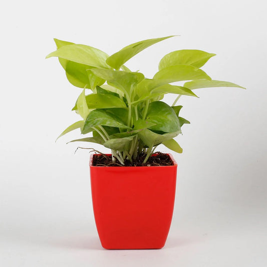 Money Plant In Red Plastic Pot