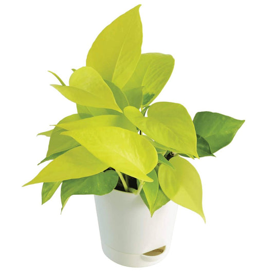 Money Plants In A White Plastic Pot