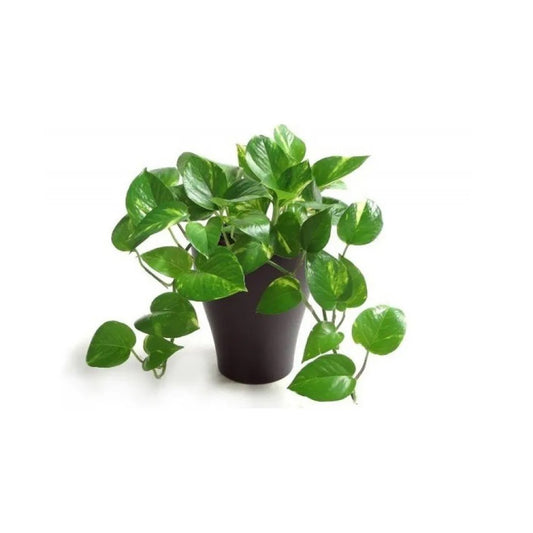 Money Plants With Plastic Pot