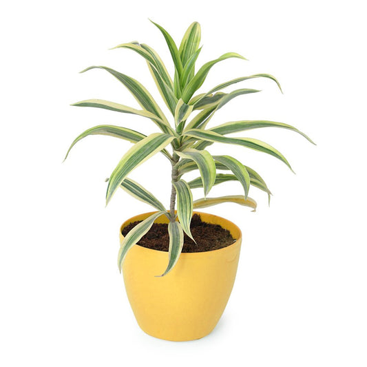 Song Of India Plant In A Yellow Plastic Pot