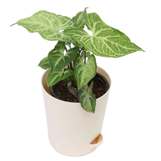 Syngonium  Plant In White Pot