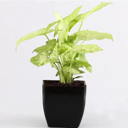 Syngonium Plant In Black Pot