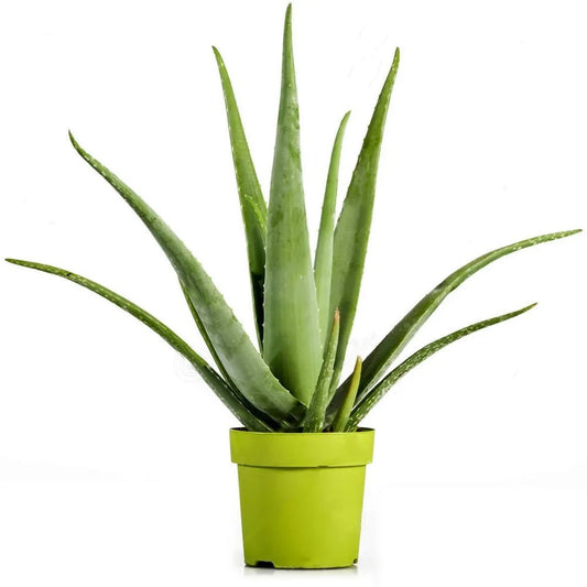 Aloevera Plant In Green Pot
